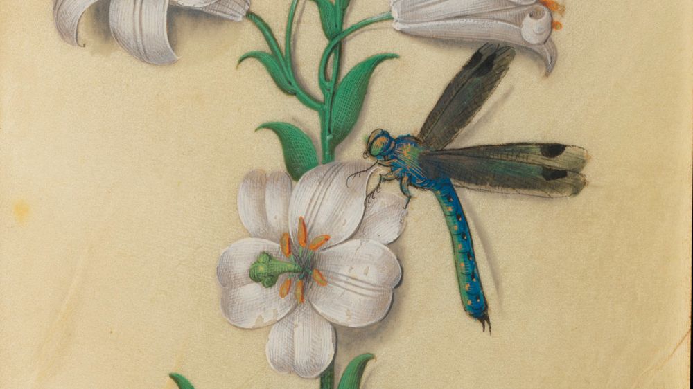 détail d'une enluminure: une fleur de lys avec une libellule posée dessus