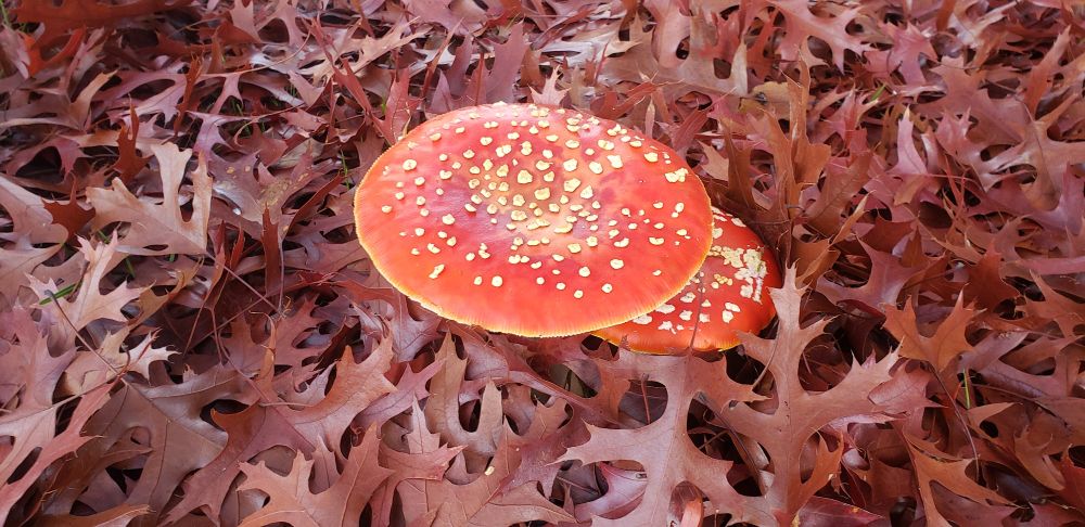A pair of bright red, speckled amanita mushrooms sprouted through a dense carpet of fallen maple leaves.