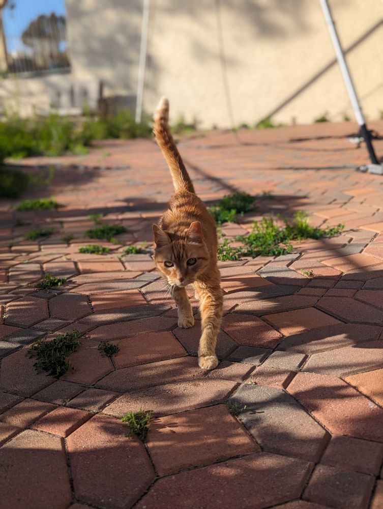 This is my cat! Isn't she pretty?