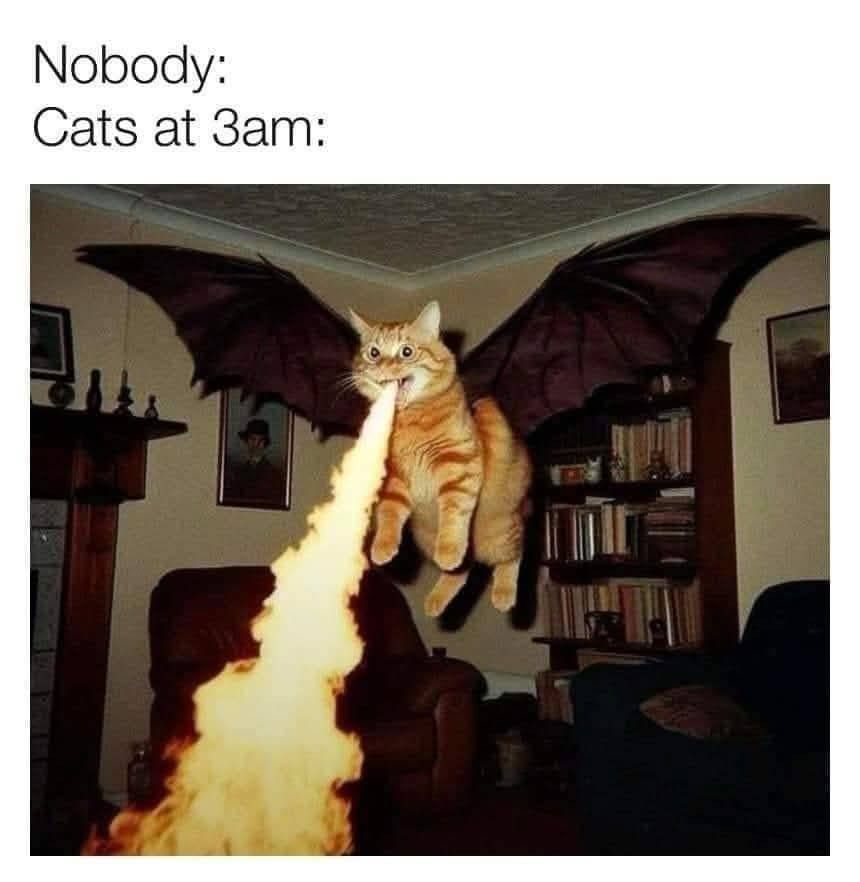 Meme. Image of an orange cat in mid-air with large bat-like wings, breathing fire in a living room. Above the cat, text reads: 'Nobody: Cats at 3am:' The room includes bookshelves, a leather chair, and framed pictures on the walls.