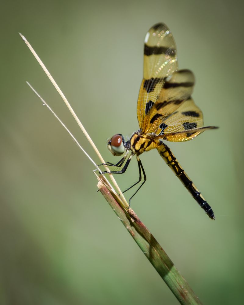 Halloween Pennant dragonfly 