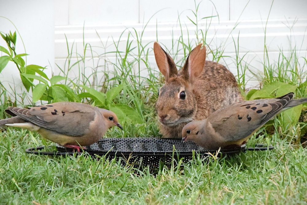 Cottontail Rabbit with two Mourning Doves  at the ground feeder 