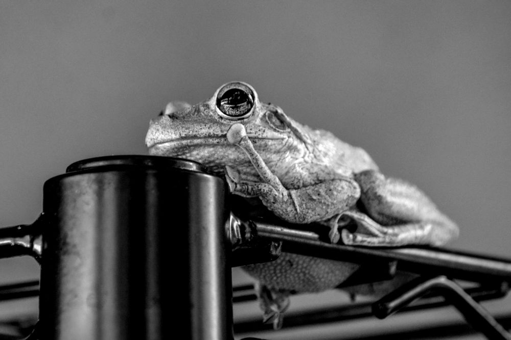 Cuban Tree Frog