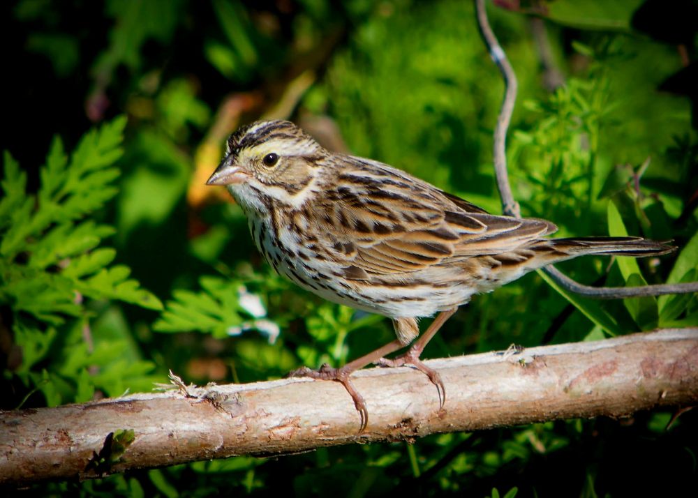 Savannah Sparrow