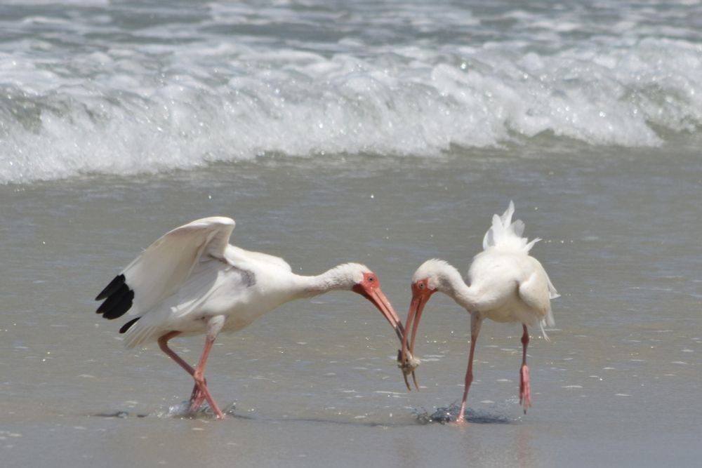 Two White Ibis fighting over lunch