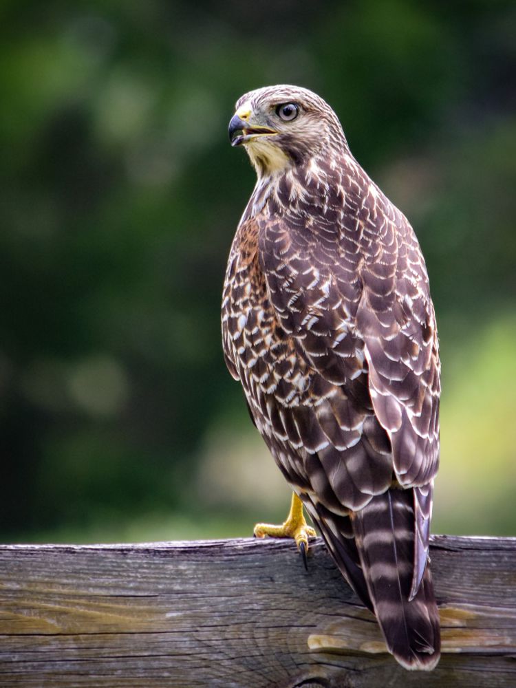 Red-shouldered Hawk perching on wooden fence