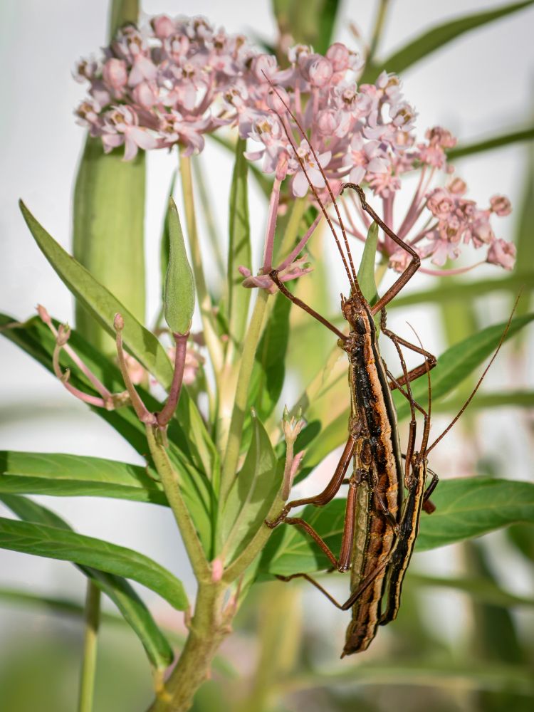 Female two-striped southern walkingstick with male on back