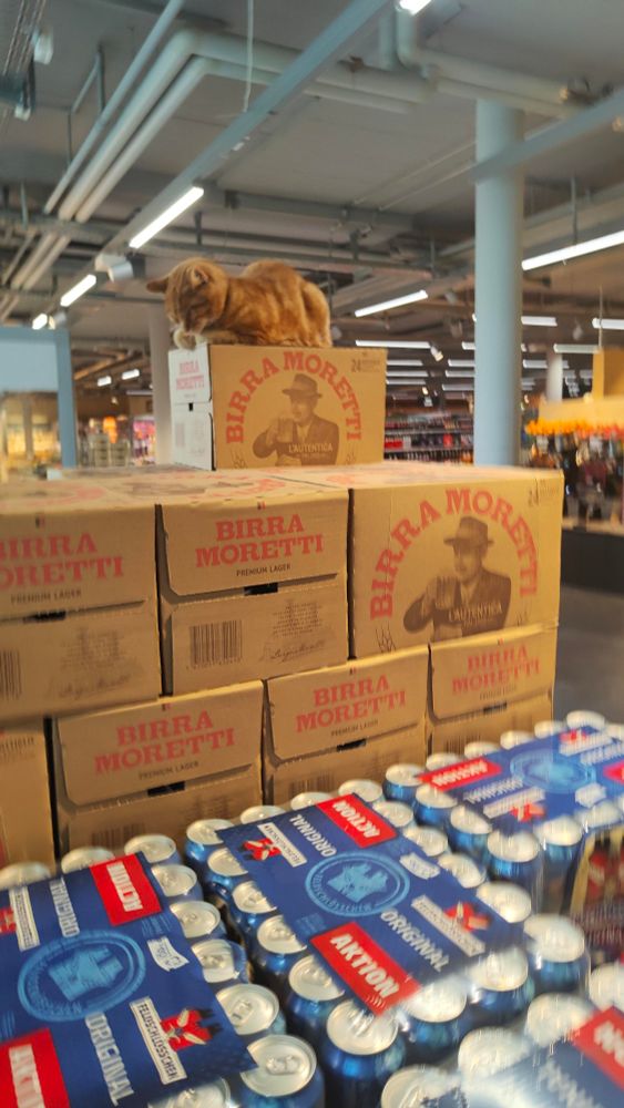 katze sitzt in einem supermarkt auf den bierkisten und schläft.

