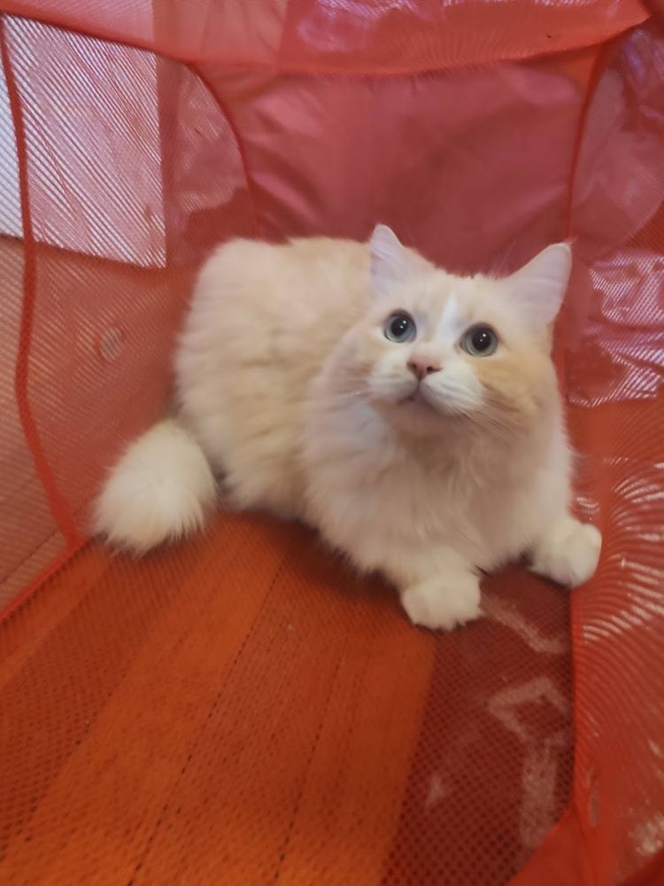 my cat tangerine (3 pics)