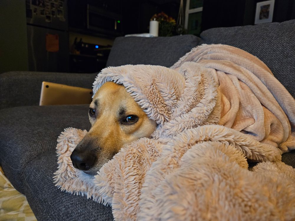My dog, Gully, wrapped up in blankets on our couch. His face pokes out from the opening