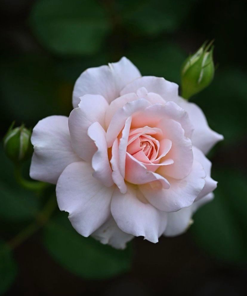 pink rose