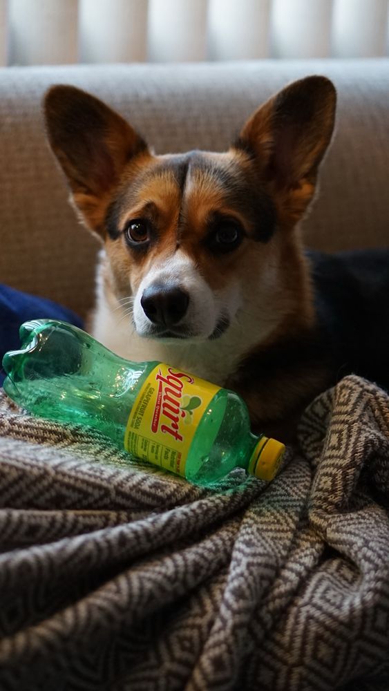 Tri color corgi sitting on a blanket with an empty soda bottle 