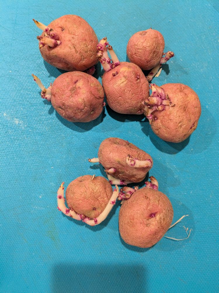 Small red potatoes against a bright blue cutting board that fills the frame. The potatoes are shriveled and sprouting wildly