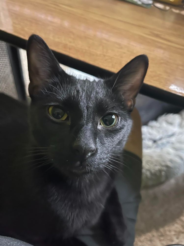 Closeup view of a black cat