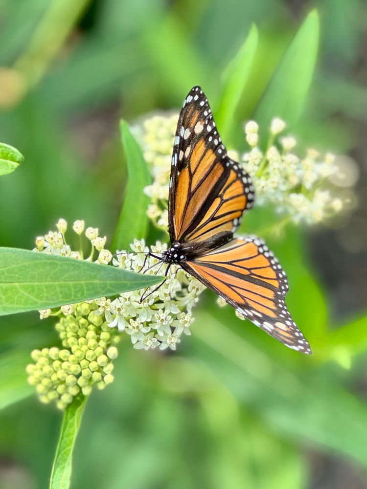 Monarch butterfly on swamp milkweed
