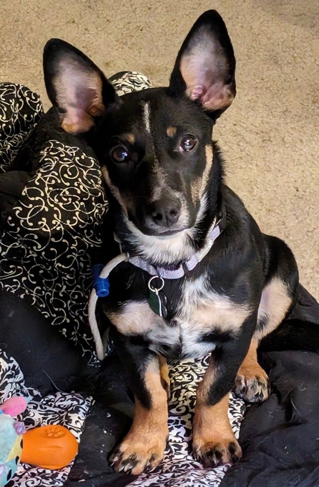 Stella -5 months old