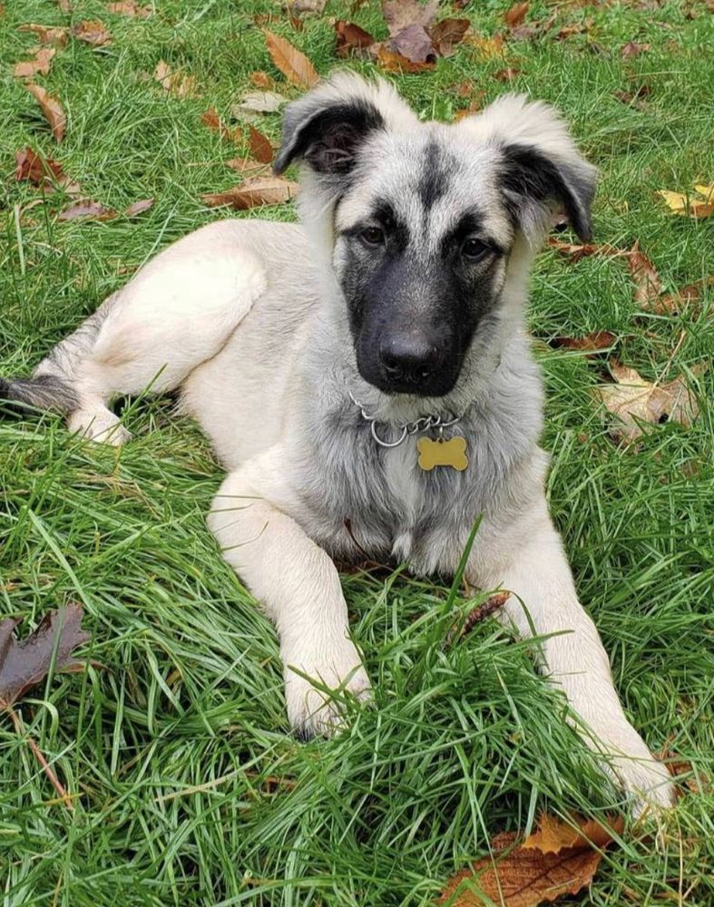 Grey/cream puppy with black muzzle and black outline to his half-mast ears laying on the high green grass