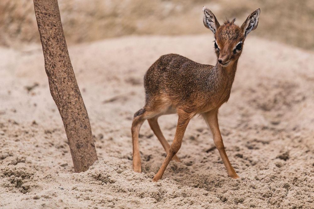 A dik-dik, a species of tiny antelope, standing around 30-40cm (12-16") tall.