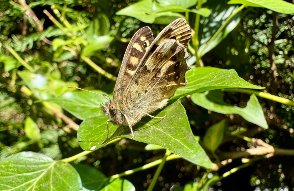 A brown and beige butterfly sits on an ivy leaf, wings held upright and slightly apart.