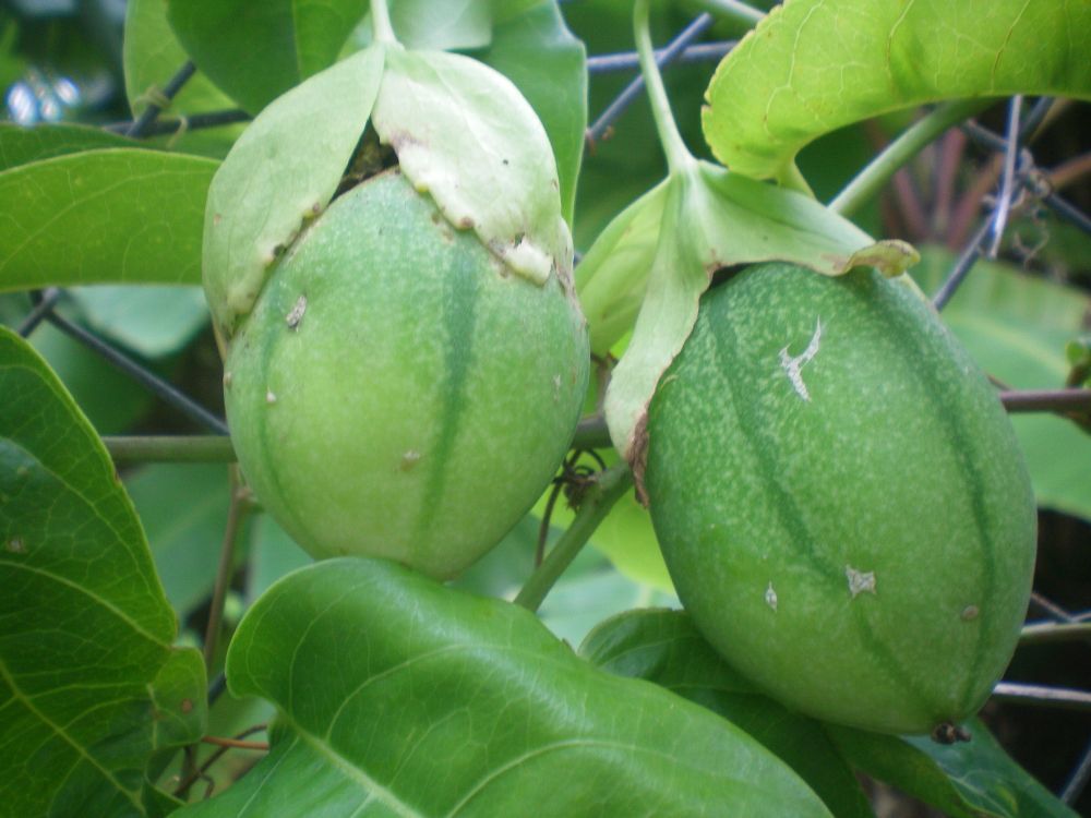 Photo du fruit "Pomme liane" vert