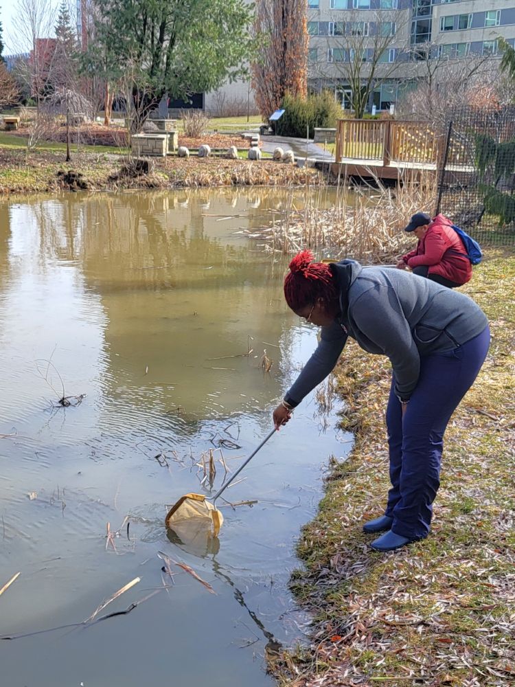 One person bends down to dip a long-handled net into the water of a pond while another crouches further along the pond's edge.  