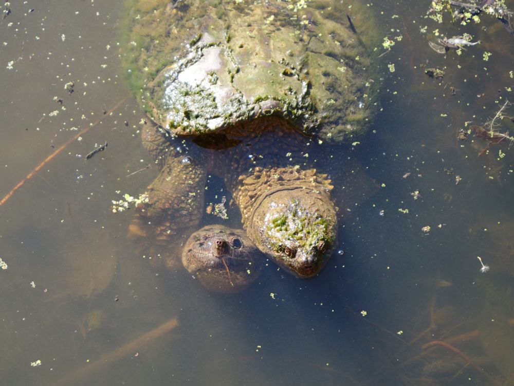 Two large turtles are on top of each in a shallow pond. The one on the bottom looks up at the camera.