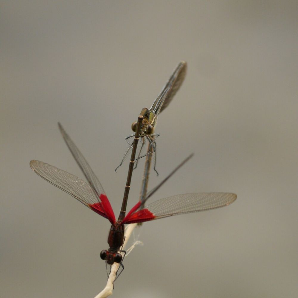 Two small brownish damselflies are stick together in the act of mating. The one in front has bright red patches on their wings, right where the wings meet the thorax, hence the name American Rubyspot. Photo/observation by Marilyn Campbell. 
