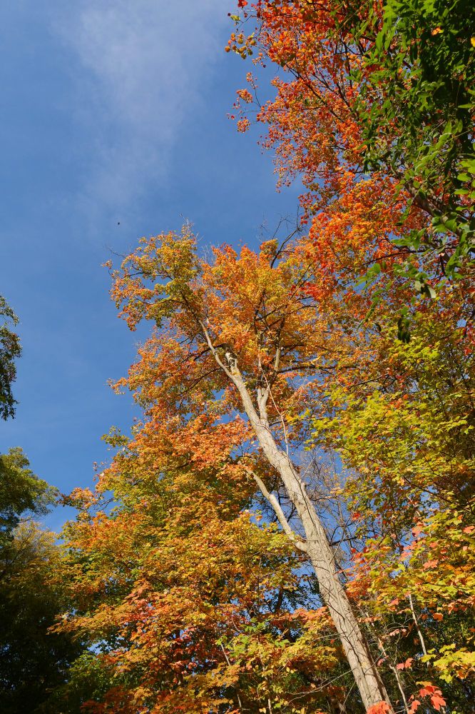 Looking up at leaves changing to orange, yellow, and red against a bright blue sky. 