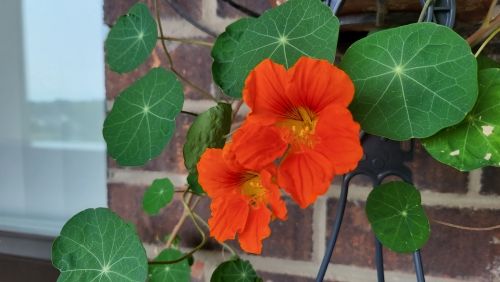 Orange nasturtium flowers surrounded by round green leaves dangle from a hanging basket, the brick wall and window of an apartment balcony visible behind them.  