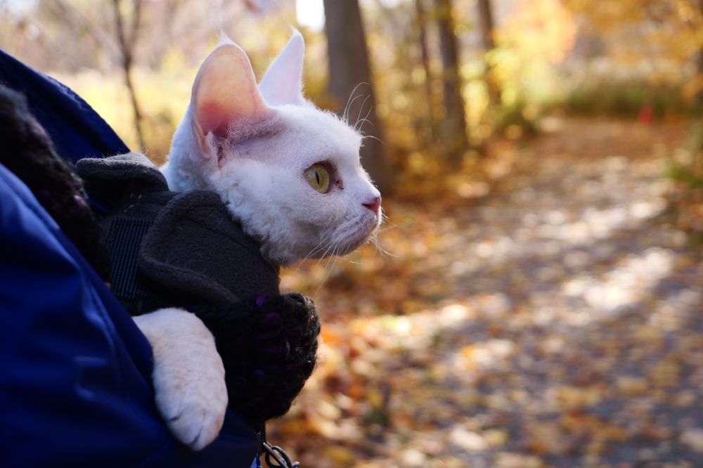 A cat in a sweater and harness who is being carried along the trail stares intently at something off-screen.  