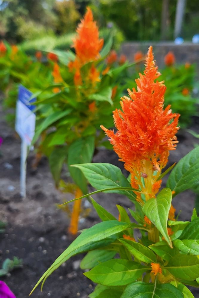 A bright orange celosia with long pointed green leaves and compact vertical flower branches, which make it look like a flame. In the background more of the same plants stand tall, and a white sign with a blue header is in the soil in front of them.   