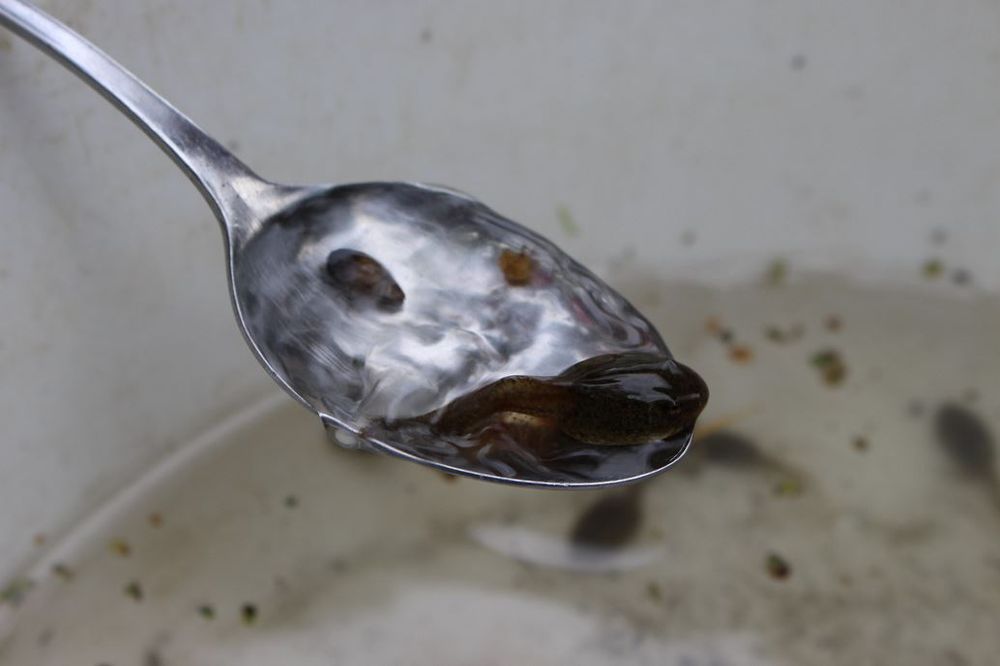 A tadpole on a spoon over a bucket of pond water. 