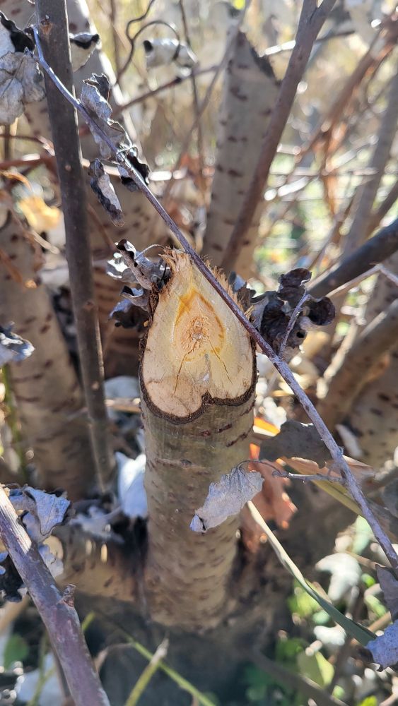 A chewed poplar stump.