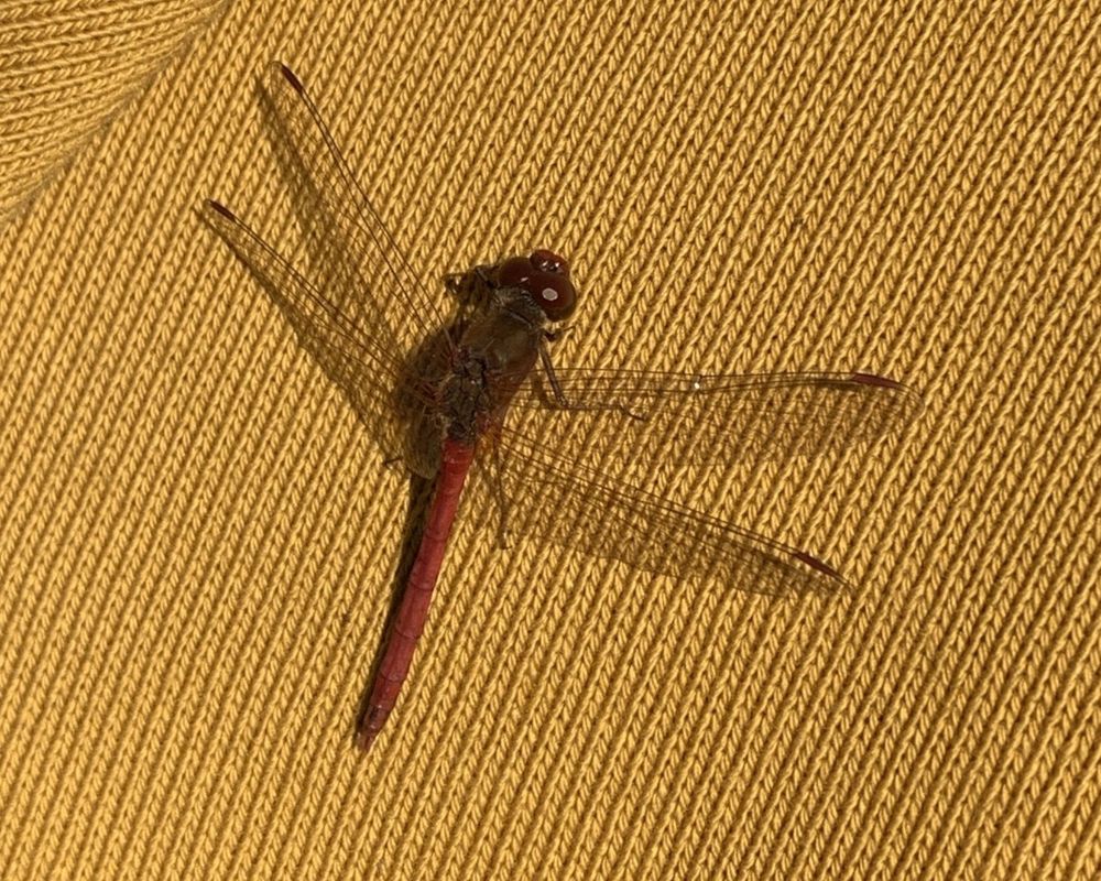 An Autumn Meadowhawk. A red dragonfly with four clear wings that have a single small mark on the top edge. spotted in November, this dragonfly is perched on the yellow knit of what seems to be a scarf or winter hat. Photo/observation by Mike Naumoff. 