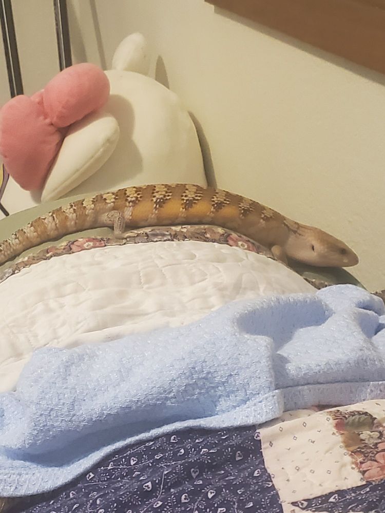 A orange and tan blue tongued skink walking across pillows and blankets. He looks very long and chonky. 