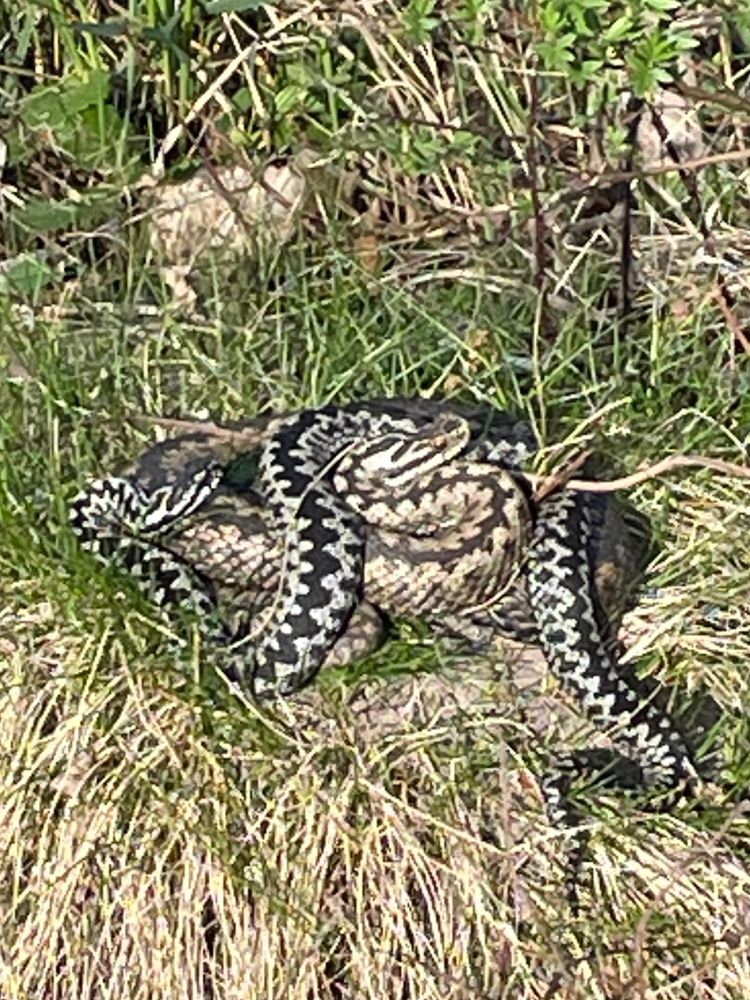 Vipers having sex in my garden 