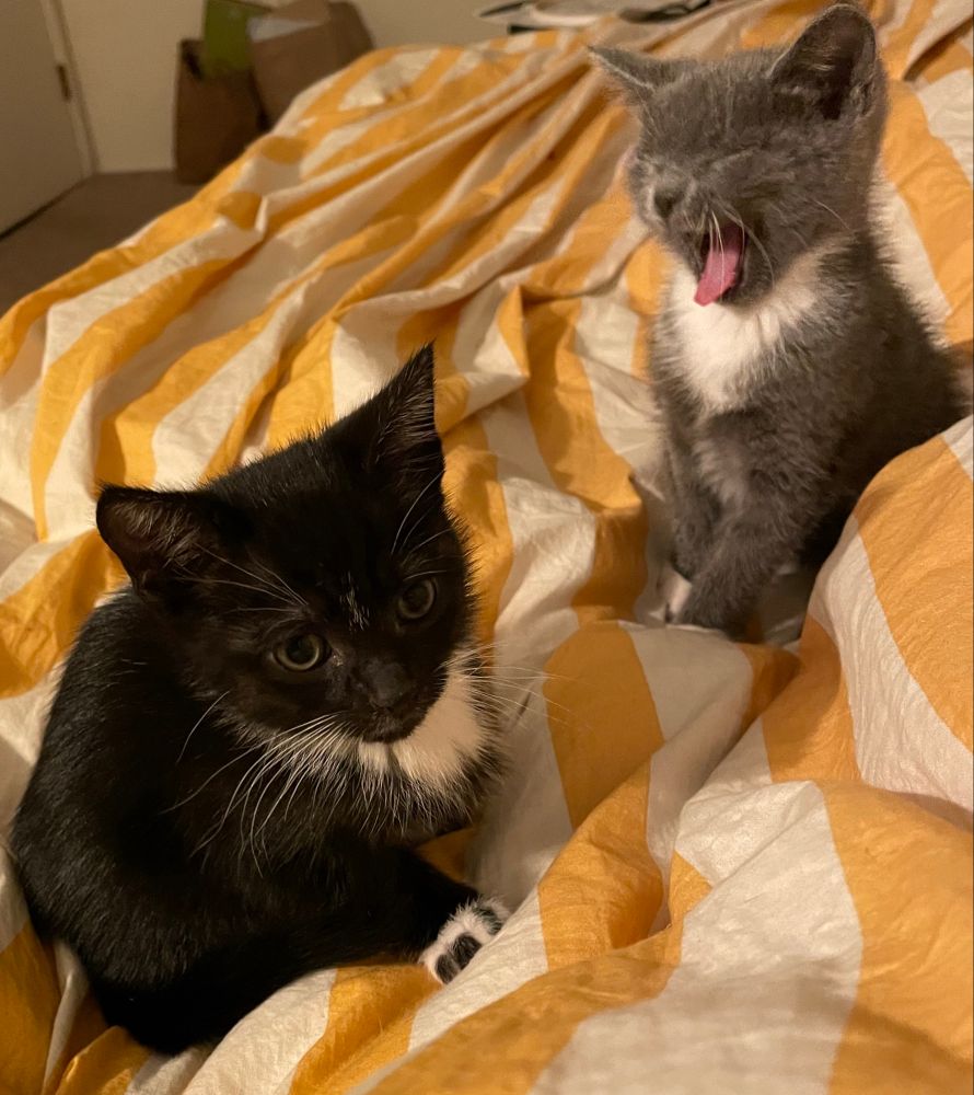 A black kitten with white chest and speckled paws and a grey kitten with similar white markings, both about 8 weeks old, sit on a yellow and white striped duvet. The gray kitten is yawning. 