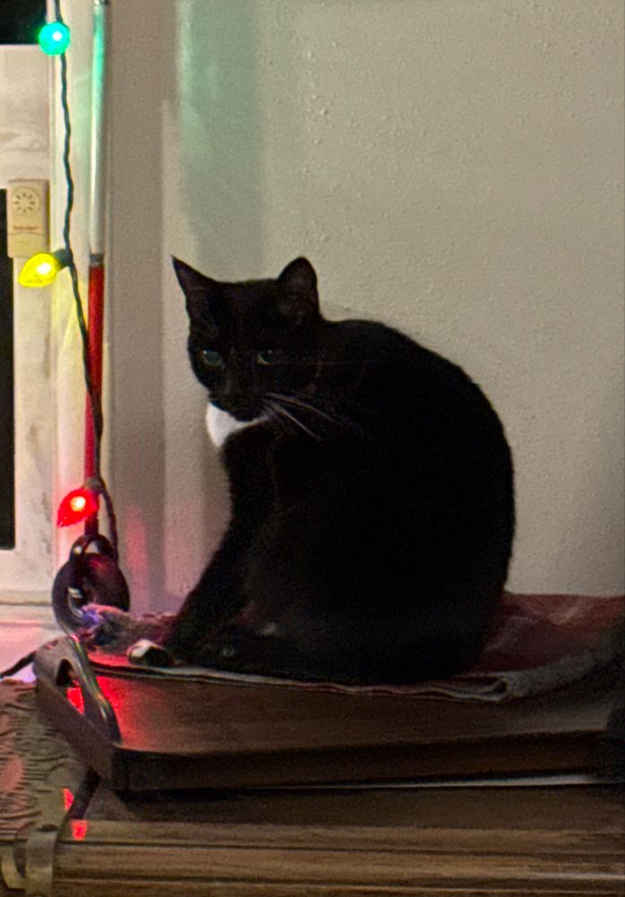 A black cat with white shirtfront markings and speckled paws sits in profile on a wooden tea tray. There are string lights in yellow, red, and blue showing along the left side of the photo alongside a white and red mobility cane with a black rubber wheel. 