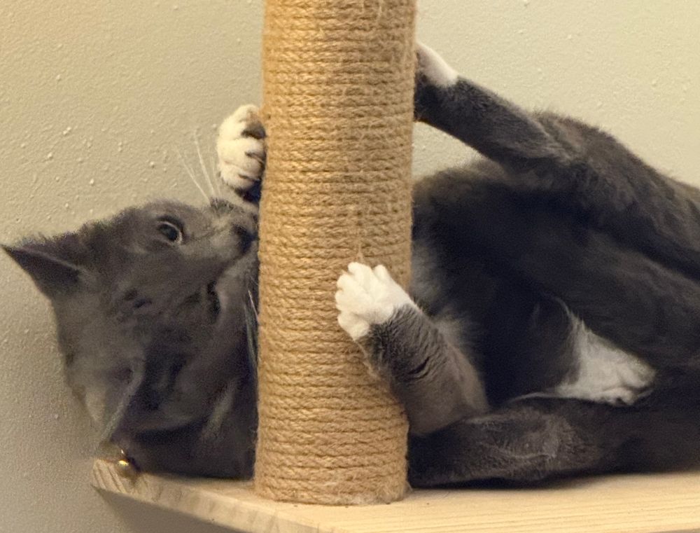 A grey cat with white underclothes markings and white paws that look like white “no show”
socks lies on her side with her paws clutching a round sisal wrapped post. She is biting the post. Her collar isn’t visible but a brass bell that hangs from it has slid around to the back of her neck. 