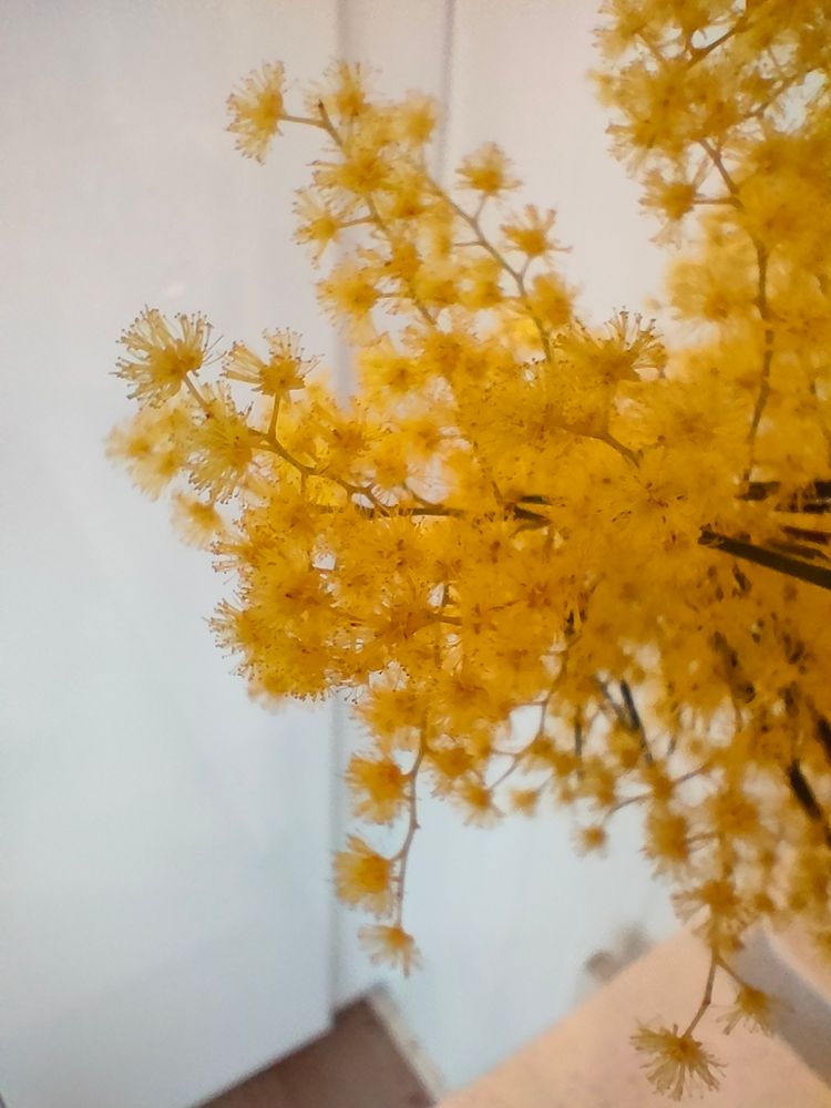 A close up of wattle blossoms