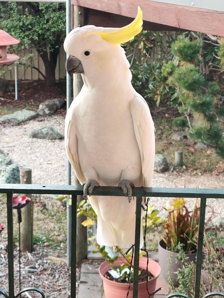A sulphur crested cockatoo perched on the handrail outside my back door, with head turned to the left.