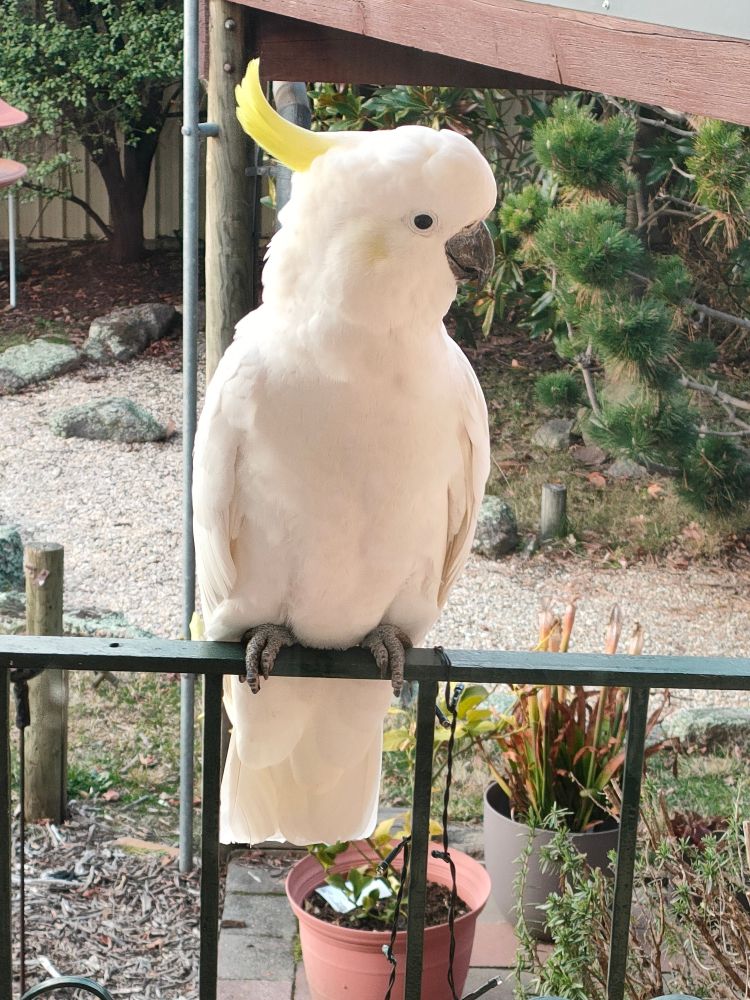 The same cockatoo, looking to our right this time, with feathers slightly ruffled. It perched on the handrail for several minutes, looking into our kitchen, and was not at all bothered by me taking photos fairly close up (through a glass door).
