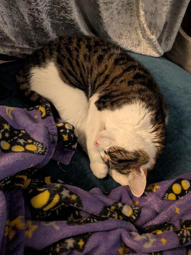 Tabby and white cat sleeping with a paw on her face 