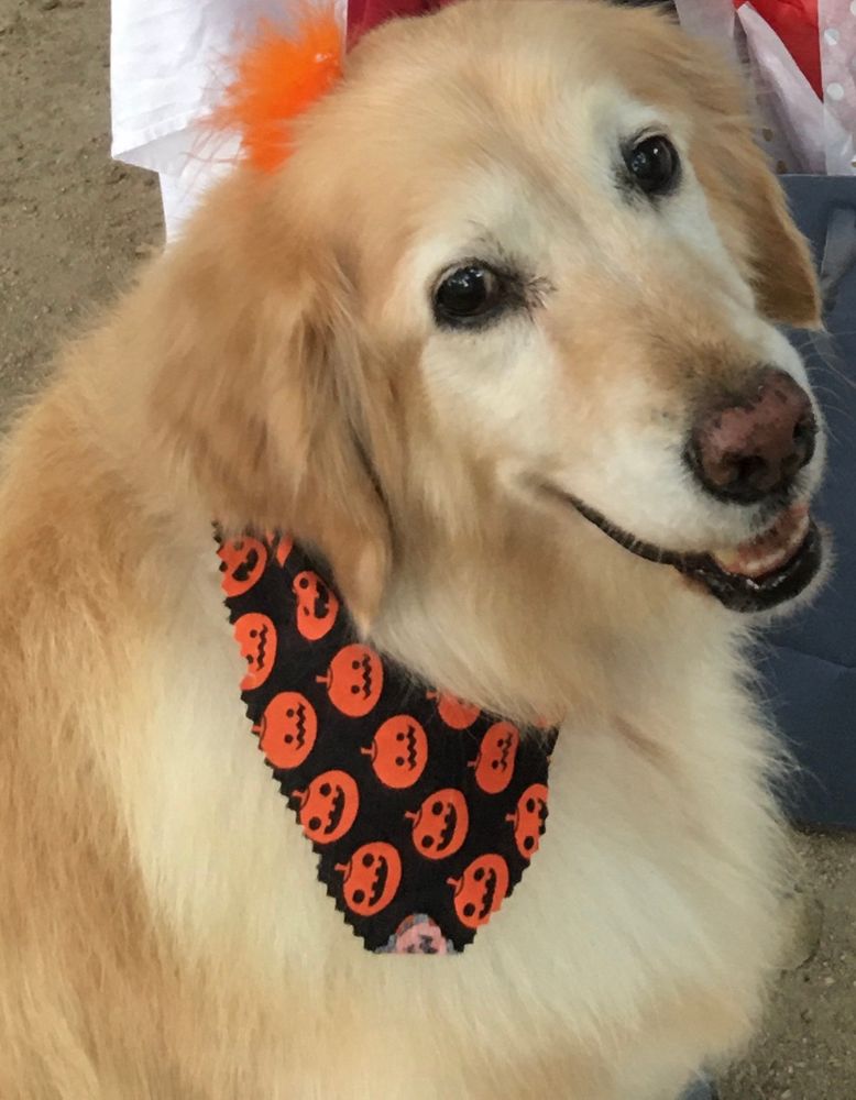 Anya wearing a Halloween bandanna & orange hair thing 