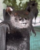 A gif of a flying fox sniffing the viewer.