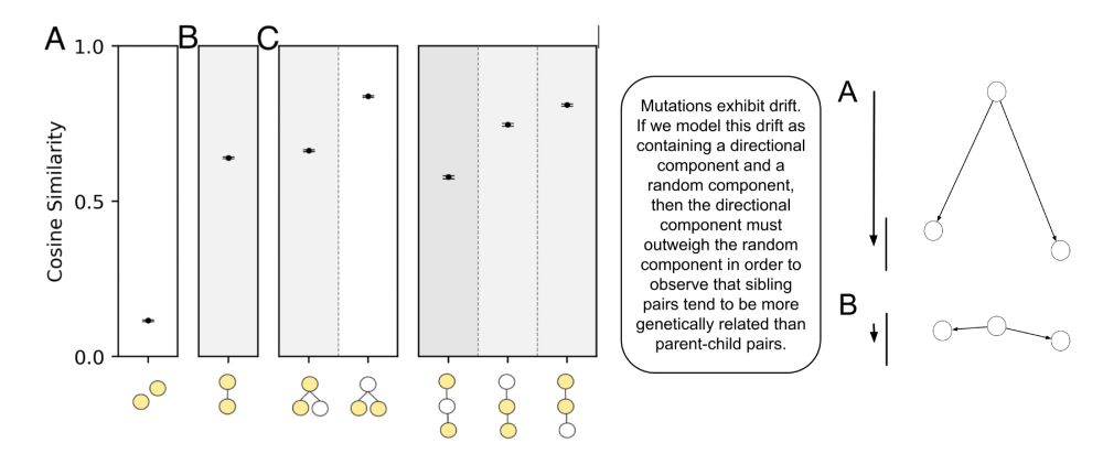 Some of our reported measurements showing that two related models have considerable more similarity in their data than any two (not-necessarily-related) models. Similarities are measured for pairs of models belonging to different subtree topologies. Interestingly, pairs of siblings are more related than parent-child pairs, even though they're further in distance over the tree. A diagram attempts to explain this as fast, directed mutation of traits.