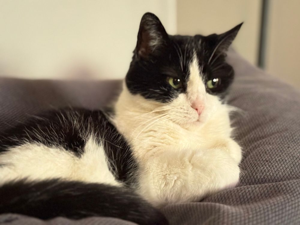 a tux cat in folded paw loaf form atop a blue couch giving side eye to the most annoying team in the south. sad!