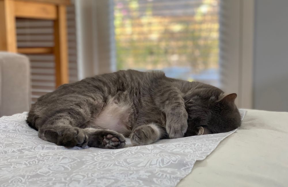 a sleeping gray tabby cat laying on her side on an ottoman. her paw is covering her face 
