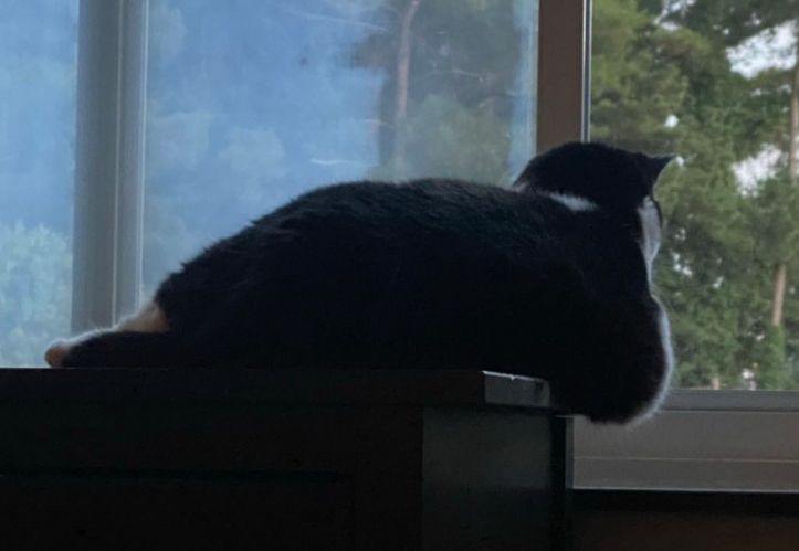 a mostly black back of a tux cat who is laying on a black dresser and looking out a window. her body is casually overflowing off the edge of the dresser. happy tuesday caturday 
