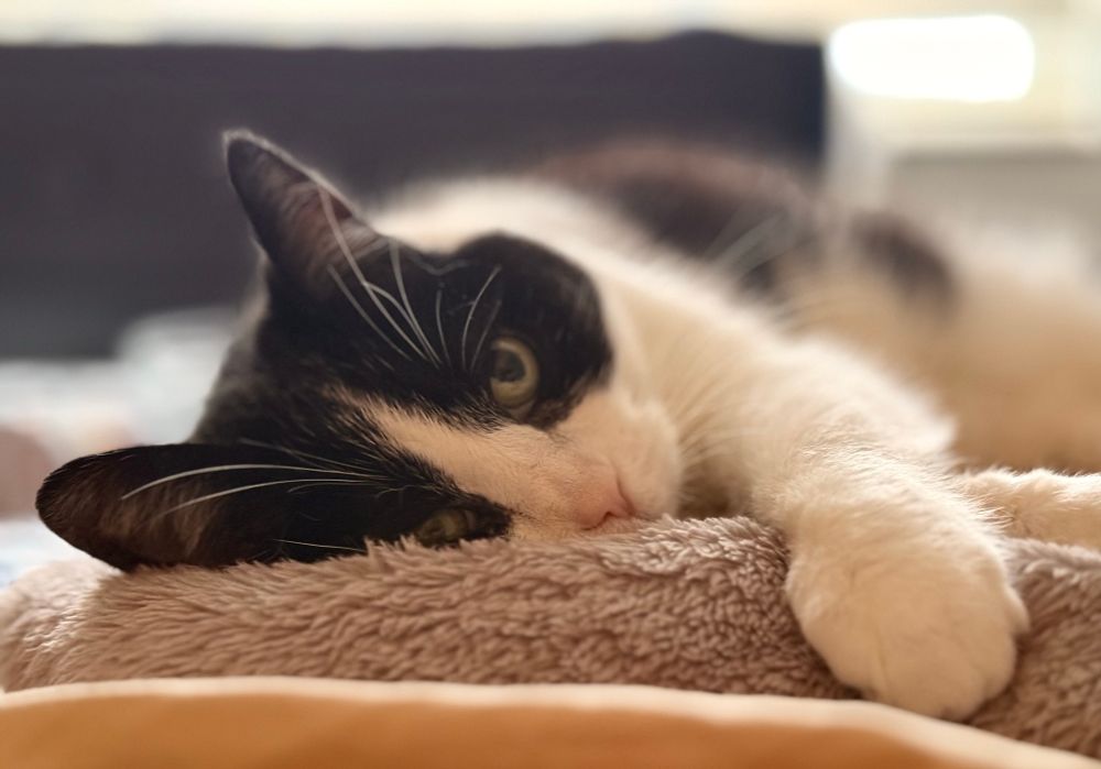 a tux cat in sunlight laying on her side in her bed and white paw extended and holding on